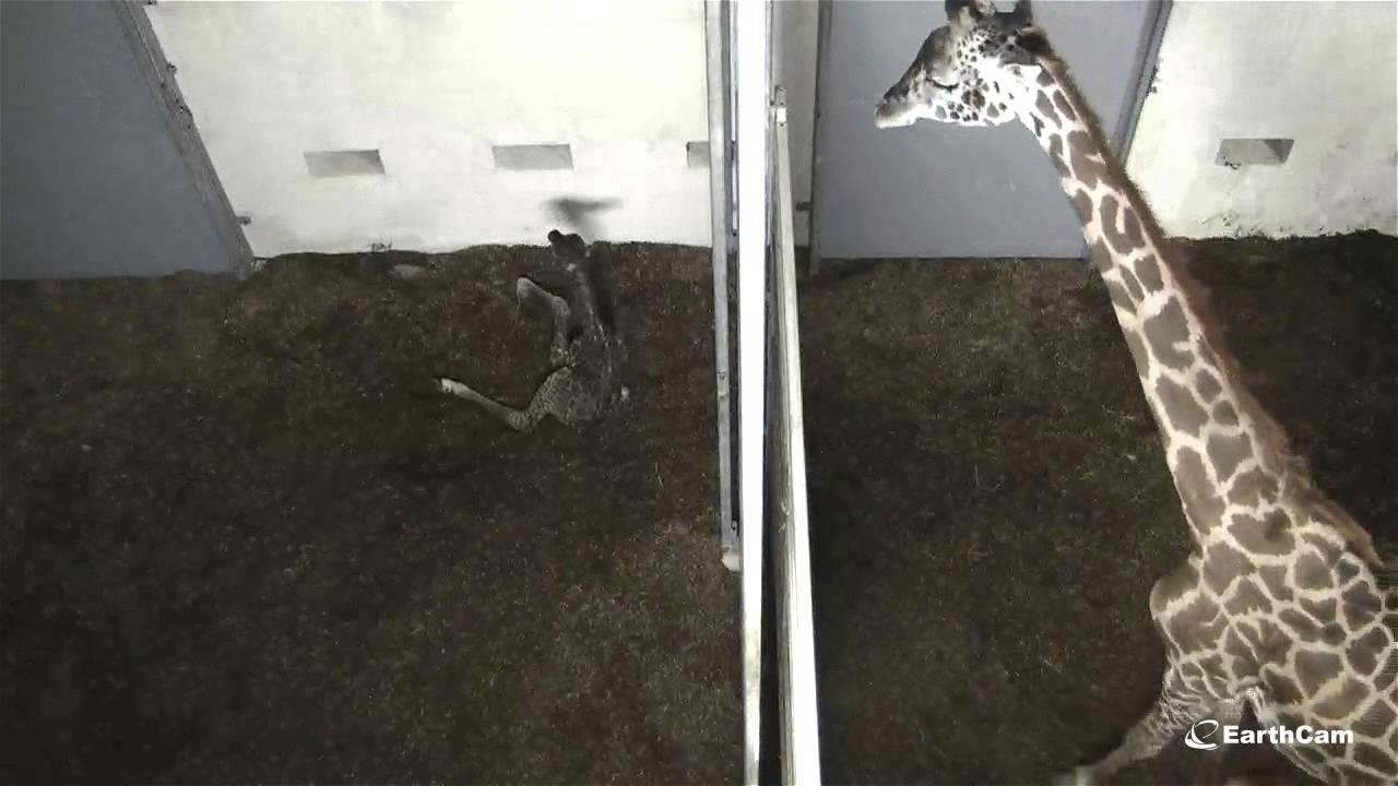 Live Giraffe Birth at The Greenville Zoo
