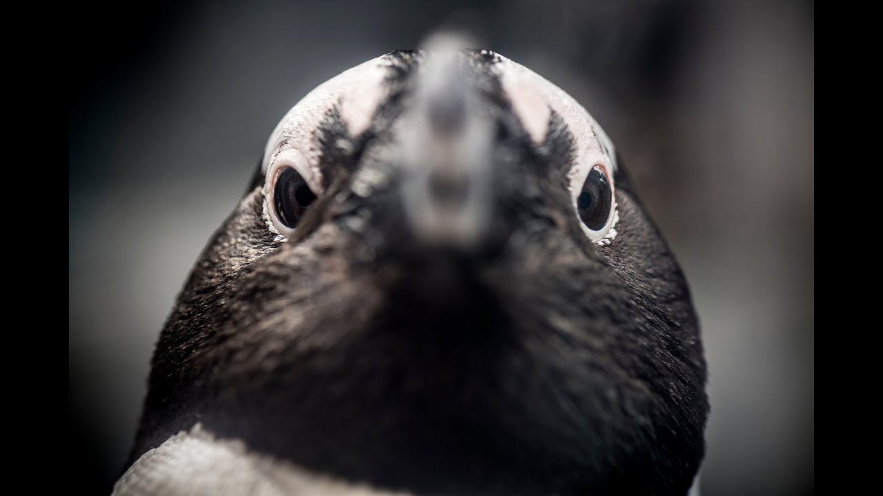 African Penguins - Monterey Bay Aquarium