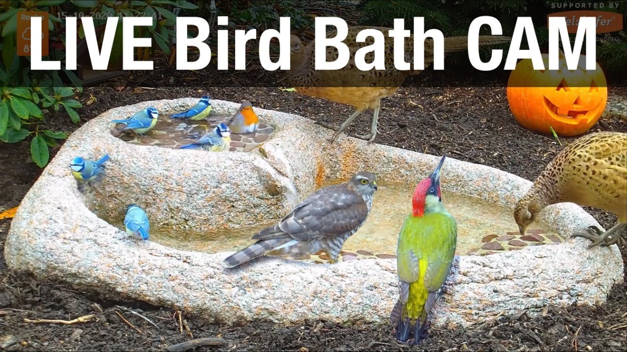 Bird Bath Cam - Recke, Germany