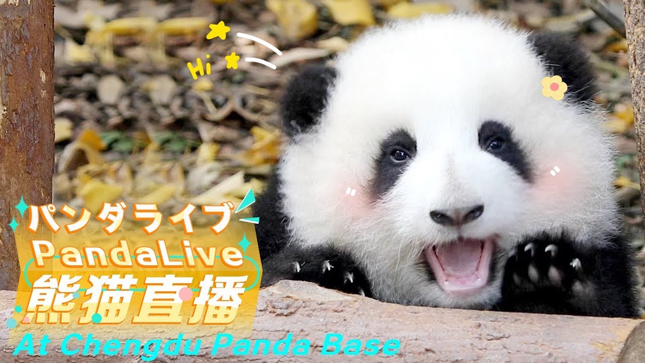 Panda At Chengdu Panda Base
