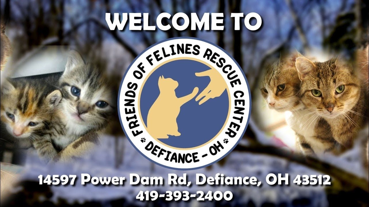 Friends of Felines Rescue Center