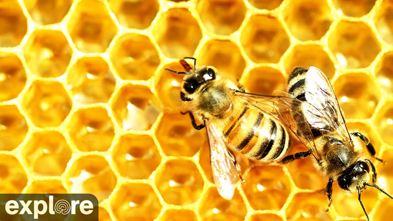 Honey Bee Landing Zone