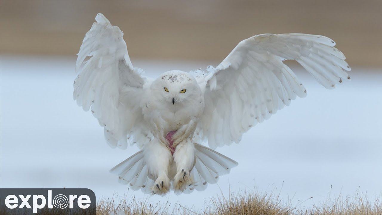 Arctic Snowy Owl