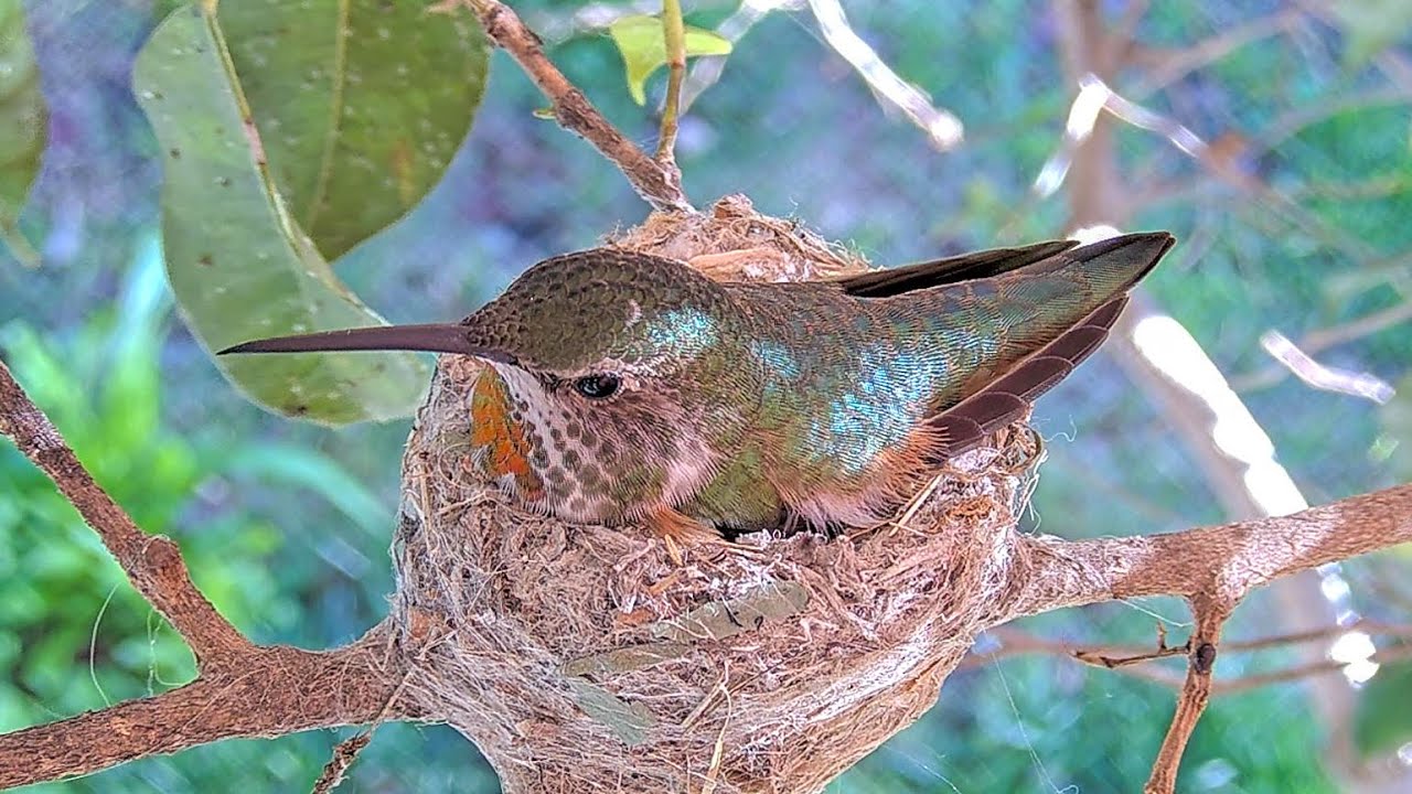 Allen`s Hummingbird Nest