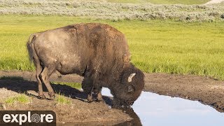 Bison Water Hole - Grasslands National Park