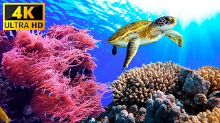 Aquarium - Beautiful Coral Reef Fish
