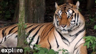 Tiger Lake - Big Cat Rescue