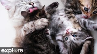 Kitten Rescue Cat Cam