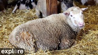 Sheep Barn Cam at Farm Sanctuary